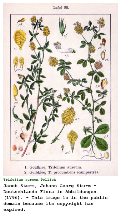 Trifolium aureum Pollich